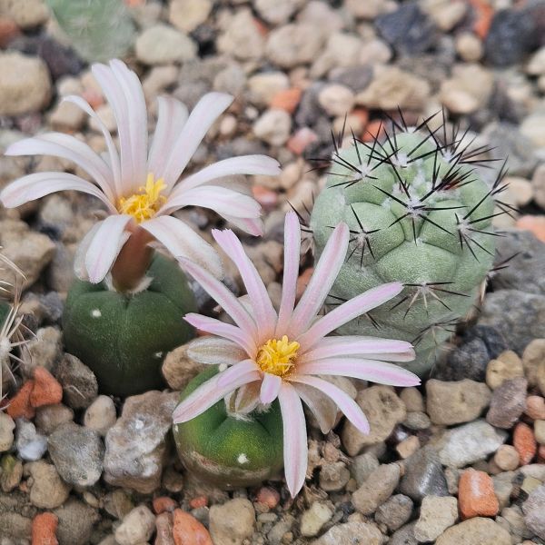 Lophophora alberto-vojtechii